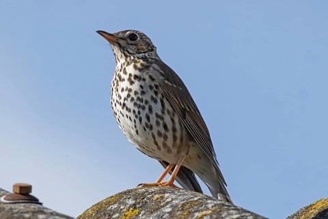 Song thrush standing on roof looking left in front of blue sky, Lake Neusiedl, Burgenland, Austria