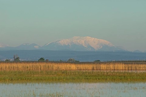 Snow covered mountain behind water surface with reeds in front of blue sky, Lake Neusiedl,