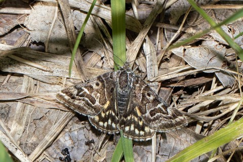 Chequered Owl butterfly with open wings sitting on brown stalks from behind, Lake Neusiedl,