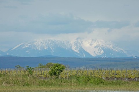 Snow covered mountain behind Weingarten in front of grey sky, Lake Neusiedl, Burgenland, Austria