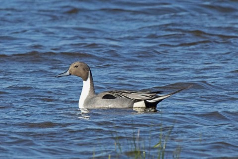 Pintail duck swimming in water looking left, Lake Neusiedl, Burgenland, Austria