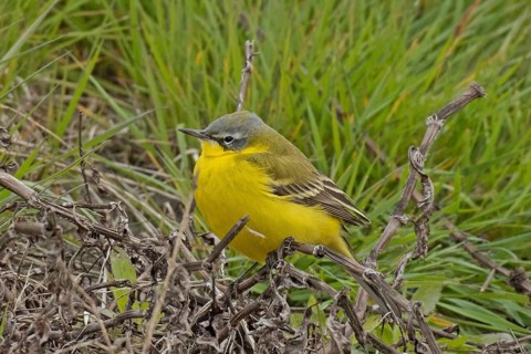 Yellow wagtail sitting on undergrowth looking left in front of green grass, Lake Neusiedl,
