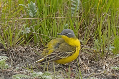 Yellow wagtail standing on the ground looking back left in front of green grass, Lake Neusiedl,
