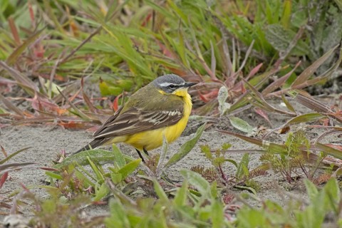 Yellow wagtail standing on ground looking right in front of green grass, Lake Neusiedl, Burgenland,