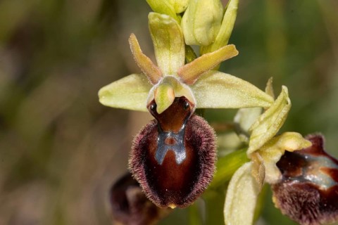 Fly orchid open brown flower, Lake Neusiedl, Burgenland, Austria