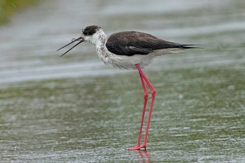 Common stilt with earthworm in open beak standing on rain-soaked road looking left, Lake Neusiedl,