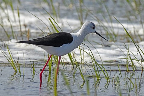 Common stilt standing in water with green plants looking right, Lake Neusiedl, Burgenland, Austria