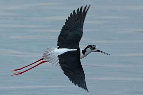 Common stilt with open wings flying over water looking right, Lake Neusiedl, Burgenland, Austria