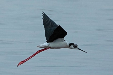 Common stilt with open wings flying over water looking right, Lake Neusiedl, Burgenland, Austria