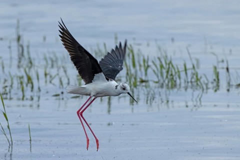 Common stilt with open wings flying over water looking right, Lake Neusiedl, Burgenland, Austria