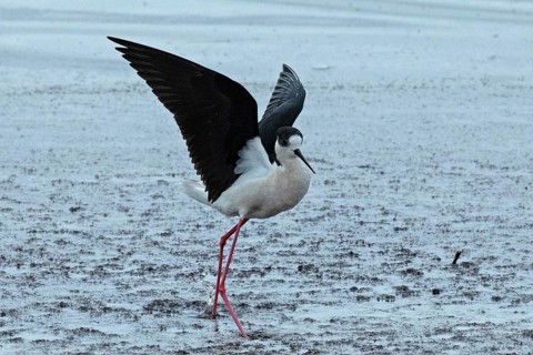 Common stilt with open wings standing in water looking right, Lake Neusiedl, Burgenland, Austria