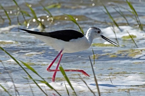 Common stilt with open beak walking in water looking right, Lake Neusiedl, Burgenland, Austria