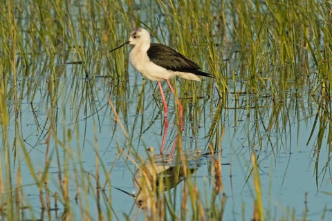 Common stilt with reflection in water with green plants standing looking left, Lake Neusiedl,