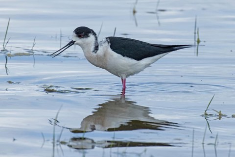Common stilt with food in open beak and reflection standing in water looking left, Lake Neusiedl,