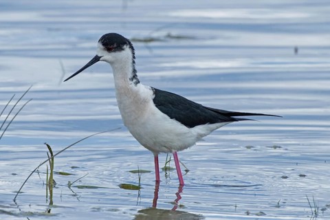 Common stilt standing in water looking left, Lake Neusiedl, Burgenland, Austria