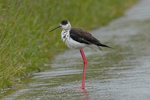 Common stilt walking on a rain-wet road standing on the left looking left, Lake Neusiedl,