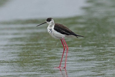 Common stilt walking on a rain-wet road standing on the left looking left, Lake Neusiedl,