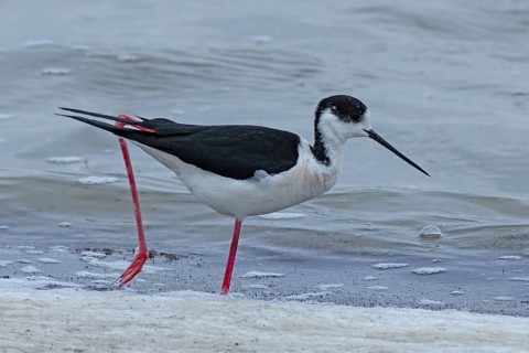 Common stilt walking in water looking right, Lake Neusiedl, Burgenland, Austria