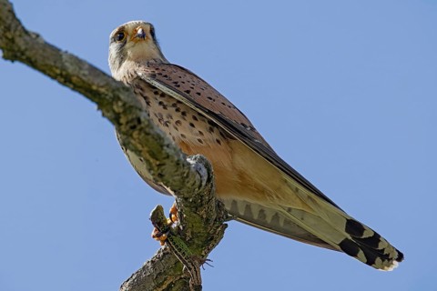 Male Common Kestrel sitting on branch looking left in front of blue sky, Lake Neusiedl, Burgenland,