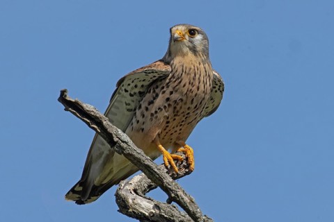 Male Common Kestrel sitting on branch looking from front left in front of blue sky, Lake Neusiedl,