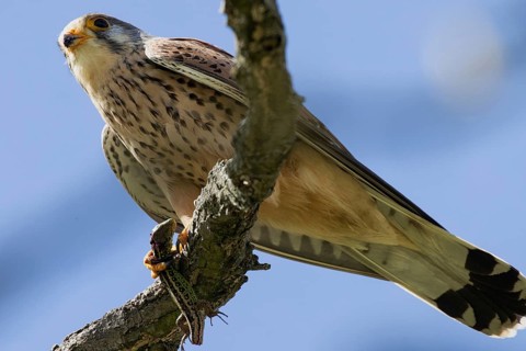 Kestrel male holding sand lizard in catch sitting on branch looking left in front of blue sky, Lake