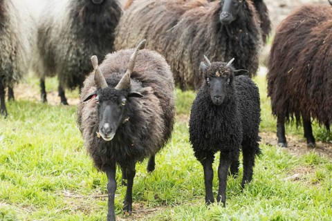 Zackelschaf two animals with corkscrew-like twisted horns standing next to each other, Neusiedler