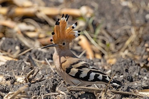 Hoopoe with feathered cap standing in field looking left, Lake Neusiedl, Burgenland, Austria