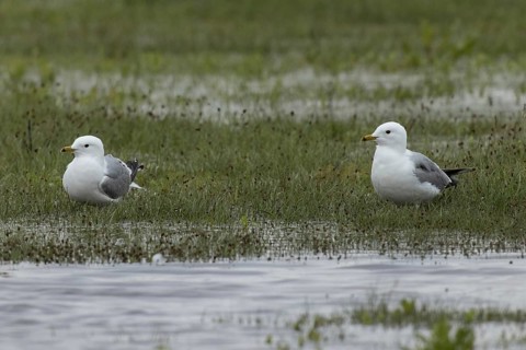 Mew Gull two birds standing next to each other in marshy meadow looking left, Lake Neusiedl,