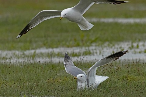 Mew Gull two birds with open wings sitting in marshy meadow and flying on the left, Lake Neusiedl,