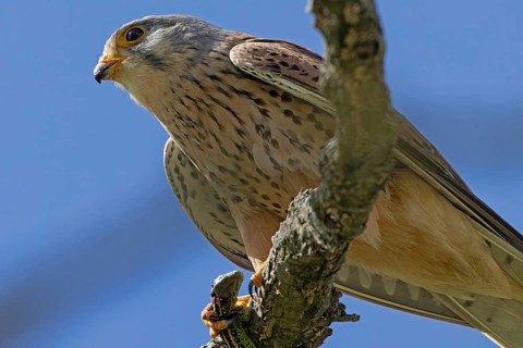 Kestrel male holding sand lizard in catch sitting on branch looking left in front of blue sky, Lake