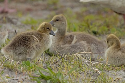 Greylag goose three young birds sitting in a green meadow seeing different colours, Lake Neusiedl,