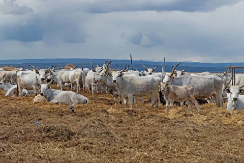 Hungarian grey cattle many animals standing on straw next to each other looking different in front