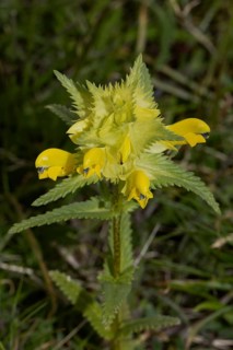 Narrow-leaved rattle inflorescence with green leaves and open yellow flowers, Lake Neusiedl,