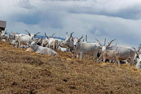 Hungarian grey cattle many animals standing on straw next to each other looking different in front
