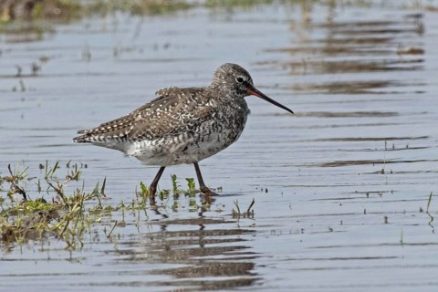 Spotted Redshank walking in water looking right, Lake Neusiedl, Burgenland, Austria