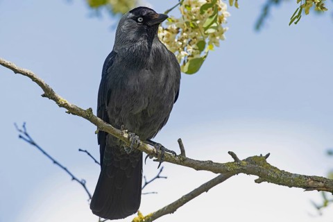 Jackdaw sitting on branch looking from the front right in front of blue sky, Lake Neusiedl,