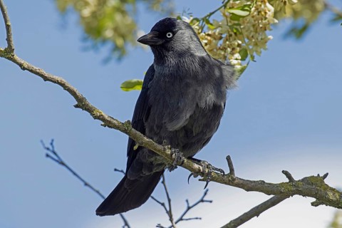 Jackdaw sitting on a branch looking from the front left in front of a blue sky, Lake Neusiedl,