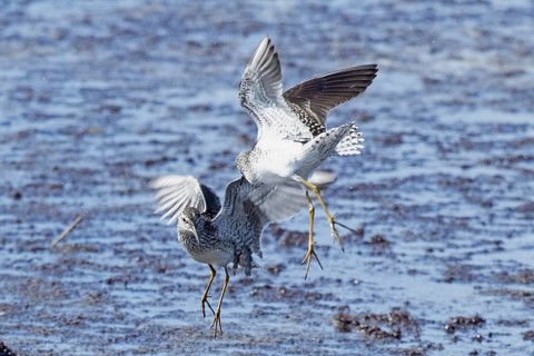 Wood Sandpiper two birds with open wings jumping up to each other in water during courtship, Lake