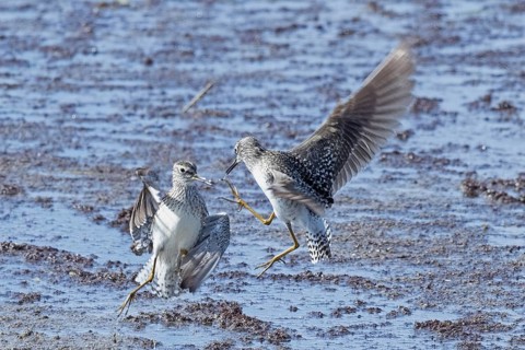 Wood Sandpiper two birds with open wings jumping up to each other in water during courtship, Lake