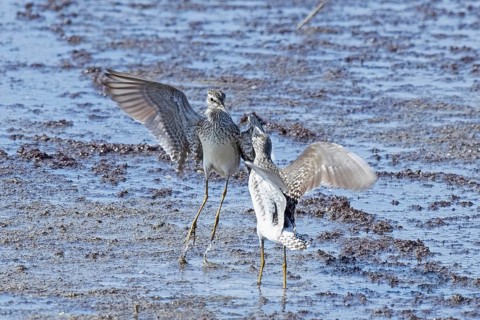 Wood Sandpiper two birds with open wings jumping up to each other in water during courtship, Lake