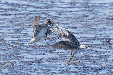 Wood Sandpiper two birds with open beak and open wings jumping up to each other in water during
