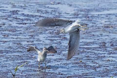 Wood Sandpiper two birds with open wings jumping up to each other in water during courtship, Lake