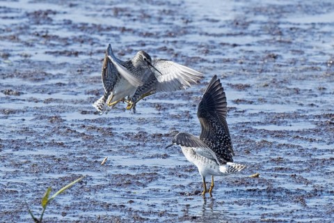 Wood Sandpiper two birds with open beak and open wings jumping up to each other in water during