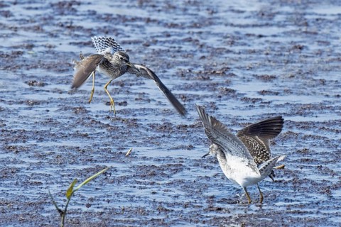 Wood Sandpiper two birds with open wings jumping up to each other in water during courtship, Lake
