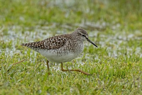 Wood Sandpiper walking in wetland area looking right, Lake Neusiedl, Burgenland, Austria