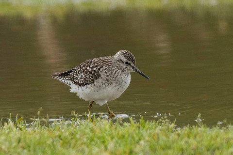 Wood Sandpiper standing in water looking right, Lake Neusiedl, Burgenland, Austria