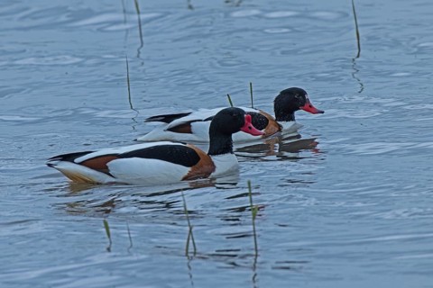 Common Shelduck two birds swimming side by side in water looking right, Lake Neusiedl, Burgenland,