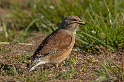 Linnet with food in beak standing in green grass looking right, Lake Neusiedl, Burgenland, Austria