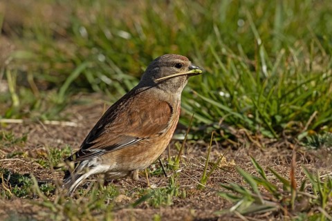 Linnet with food in beak standing in green grass looking right, Lake Neusiedl, Burgenland, Austria