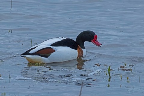 Common Shelduck with open beak swimming in water looking right, Lake Neusiedl, Burgenland, Austria